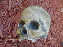 Yorrick's Skull Front