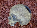 Yorrick's Skull Side with hole